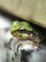 Hyla japonica