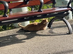 Felis catus