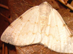 Lomographa bimaculata