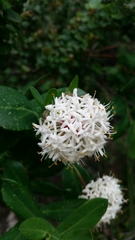 Pimelea ligustrina ciliata