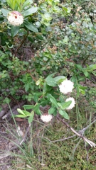 Pimelea ligustrina ciliata