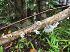 Campanella junghuhnii