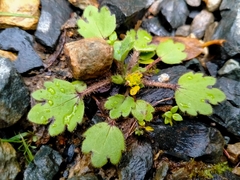 Ranunculus foliosus