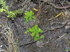 Osmitopsis dentata
