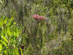 Dilatris corymbosa
