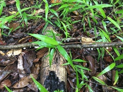 Campanella junghuhnii