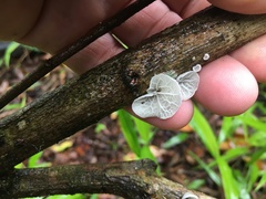 Campanella junghuhnii