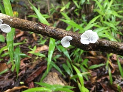 Campanella junghuhnii
