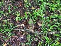 Campanella junghuhnii