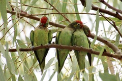 Psitteuteles versicolor