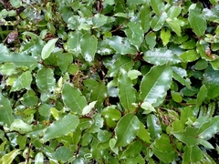 Olearia × macrodonta