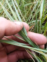 Thinopyrum acutum