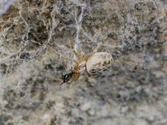 Dictynomorpha strandi