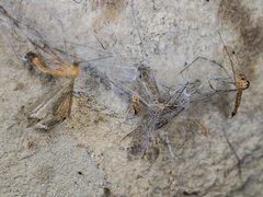 Dictynomorpha strandi