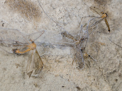 Dictynomorpha strandi