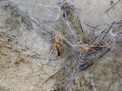 Dictynomorpha strandi