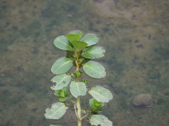 Ludwigia taiwanensis