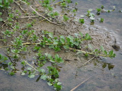 Ludwigia taiwanensis