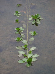 Ludwigia taiwanensis