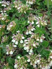 Teucrium pyrenaicum