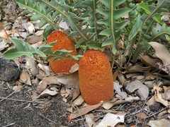 Banksia gardneri