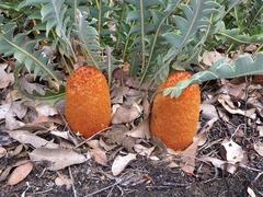 Banksia gardneri