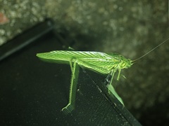 Gatunella linearis