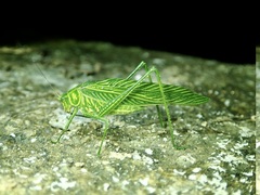 Gatunella linearis
