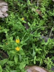 Hypericum japonicum