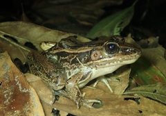 Lithobates taylori