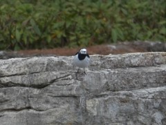 Motacilla alba
