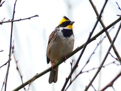 Emberiza elegans