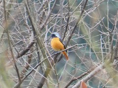 Phoenicurus auroreus