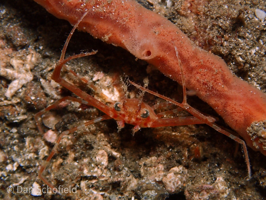 Lupocyclus philippinensis