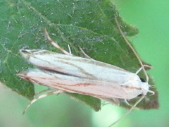Polyhymno pontifera
