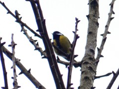 Parus monticolus