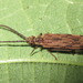 Tenomerga anguliscutus - Photo (c) onidiras-iNaturalist, some rights reserved (CC BY-NC), uploaded by onidiras-iNaturalist