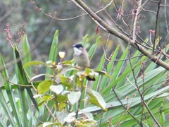 Pycnonotus xanthorrhous