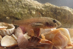 Proterorhinus semilunaris
