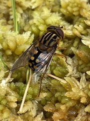 Helophilus campbelli