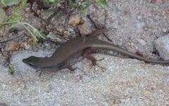 Trachylepis lacertiformis