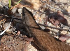 Trachylepis lacertiformis