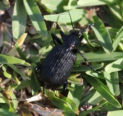 Calosoma planicolle