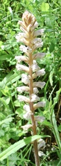 Orobanche picridis