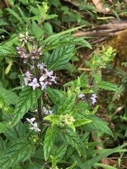 Mentha laxiflora