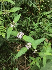 Mentha laxiflora