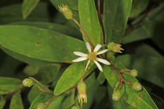 Doellingeria infirma