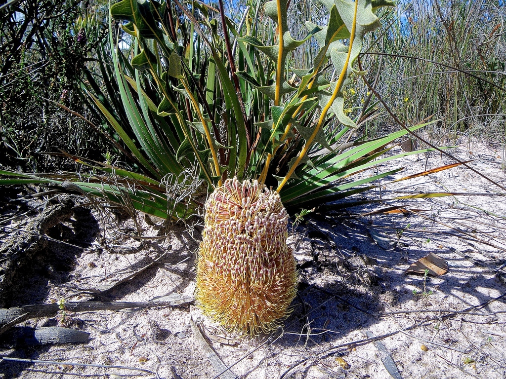 Creeping Banksia