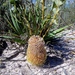 Banksia repens - Photo (c) johneichler, algunos derechos reservados (CC BY-NC), subido por johneichler