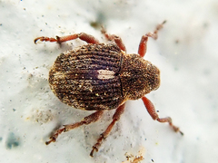 Rhinoncus pericarpius